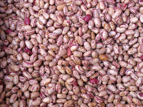 beans legumes food