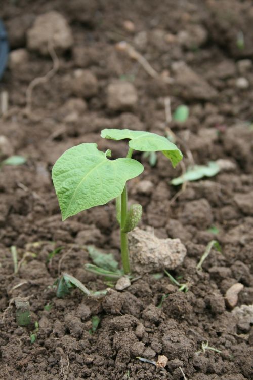 beans seedling rostock