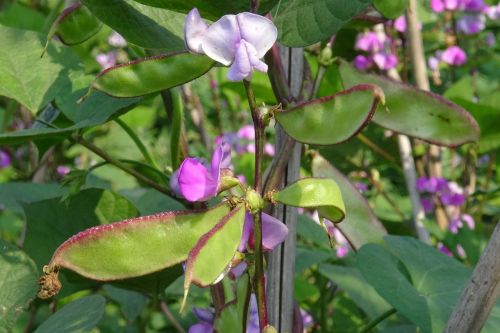 beans flower plant