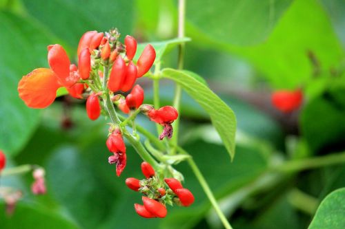 beans bloom blossom bloom