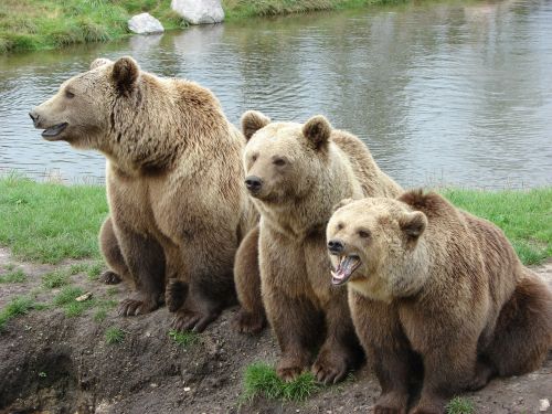 bear nature park denmark