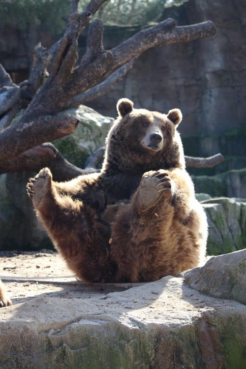 bear zoo sitting