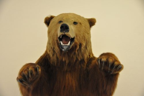 bear grizzly museum