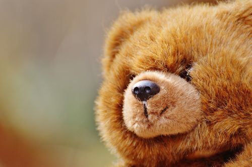bear teddy soft toy