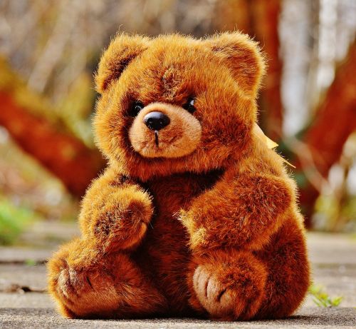 bear teddy soft toy
