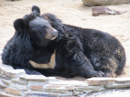 bear animal zoo