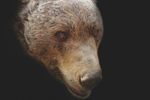 bear bear head artistic