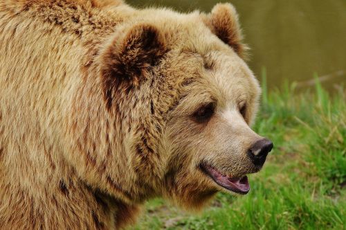 bear wildpark poing brown bear