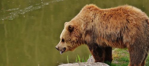 bear wildpark poing brown bear