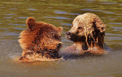 bear wildpark poing play