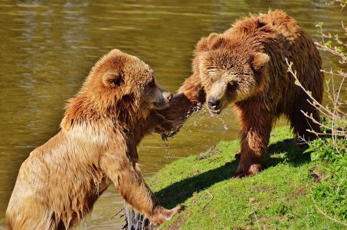 bear wildpark poing play