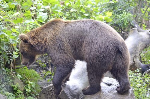 bear wild animal brown bear