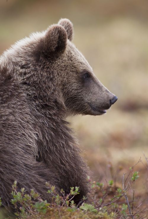 bear puppy small