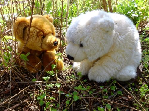 bear cuddly bear stuffed bear