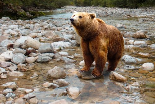 bear predator brown bear