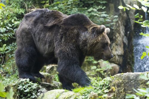 brown bear bear furry