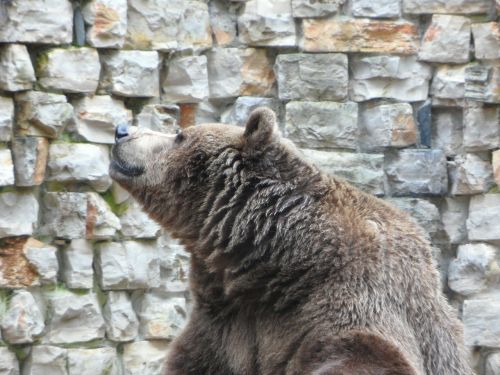 bear brown bear teddy