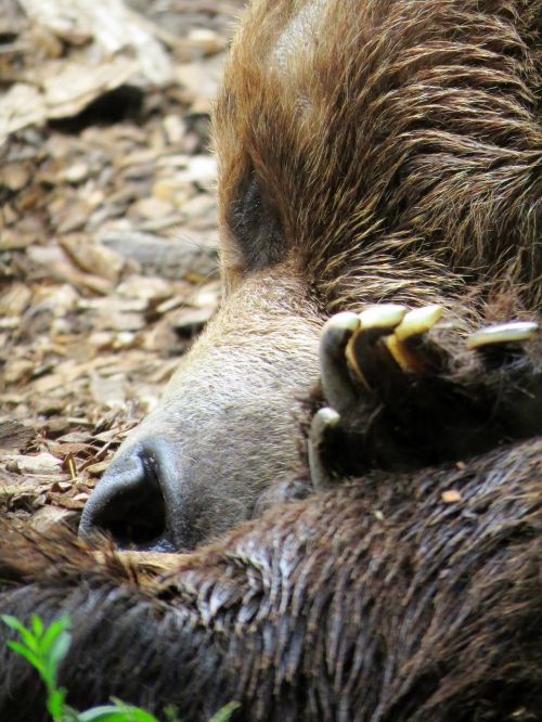 bear calgary zoo bear sleeping