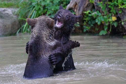 bear brown bear predator