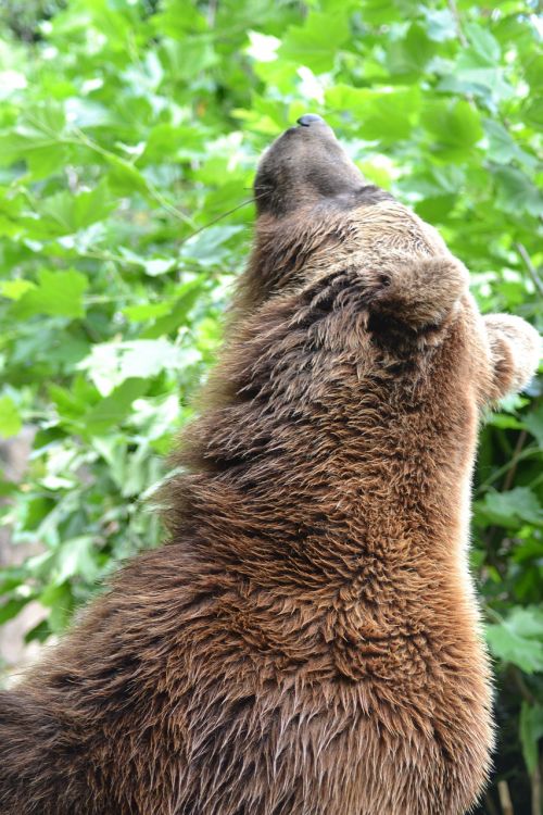 bear brown bear alpine