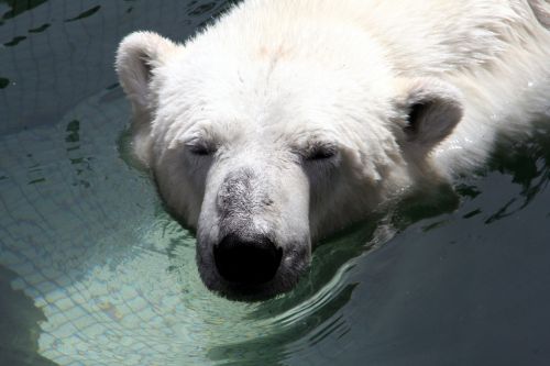 bear white zoo