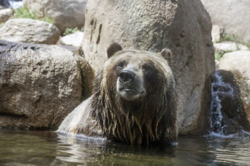 bear adult portrait