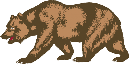 bear animal brown