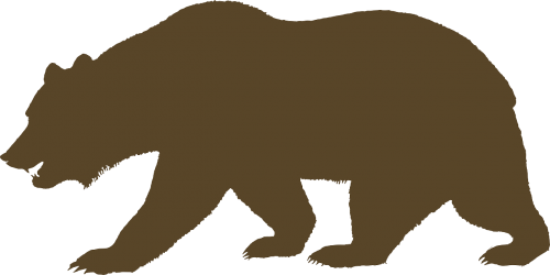 bear animal brown