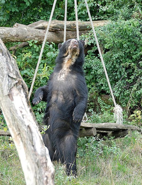 bear spectacled bear zoo
