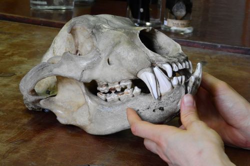 bear ursus skull