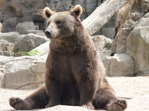 bear sitting animal