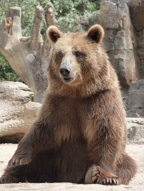 bear squatting fur
