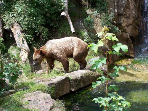 bear zoo alpine zoo