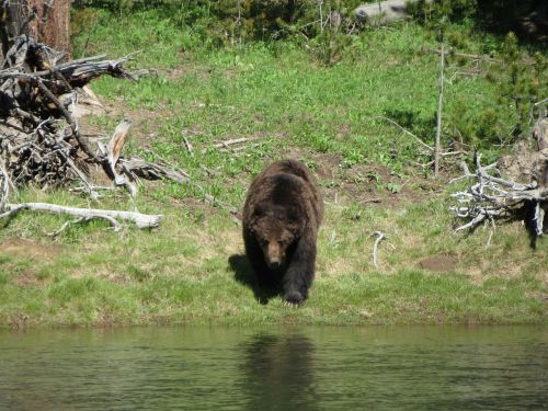 bear grizzly landscape