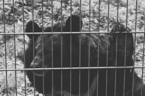 bear black captivity