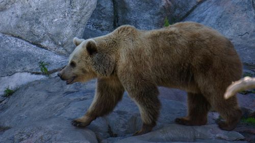 bear teddy bear predator