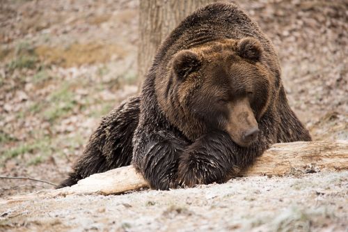 bear brown bear wildlife