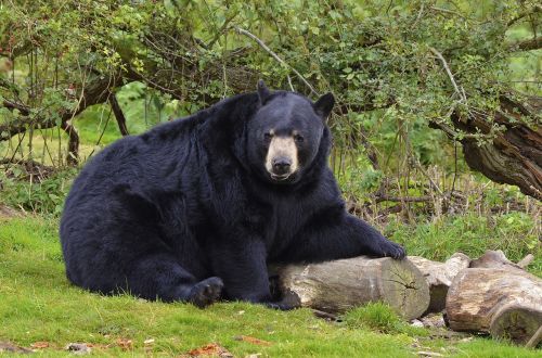 bear black bear wild animal