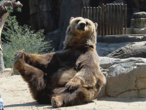 bear animal sitting