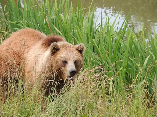 bear animal zoo