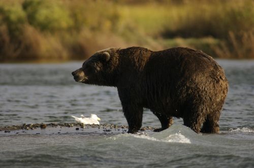 bear adult portrait