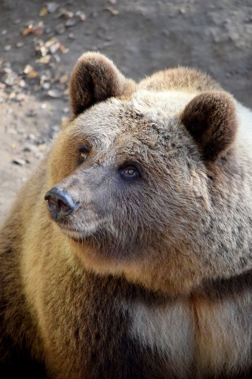 bear animal world wildlife park