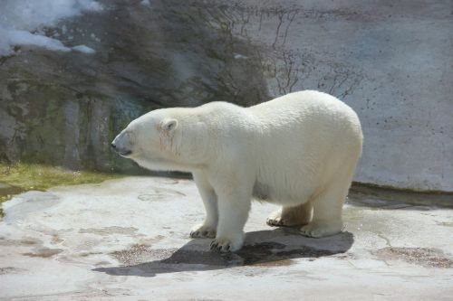 bear white bear zoo