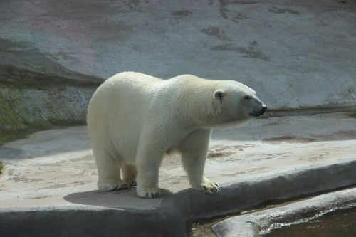 bear white bear zoo