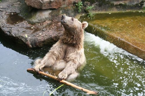 bear münster zoo