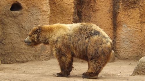 bear zoo captivity