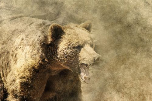 bear animal mouth