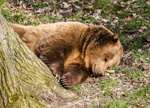 bear brown bear animal