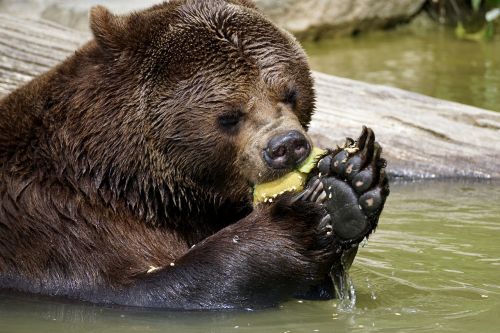 bear brown bear animals