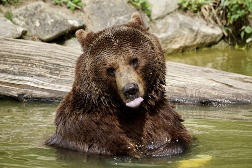 bear brown bear animals